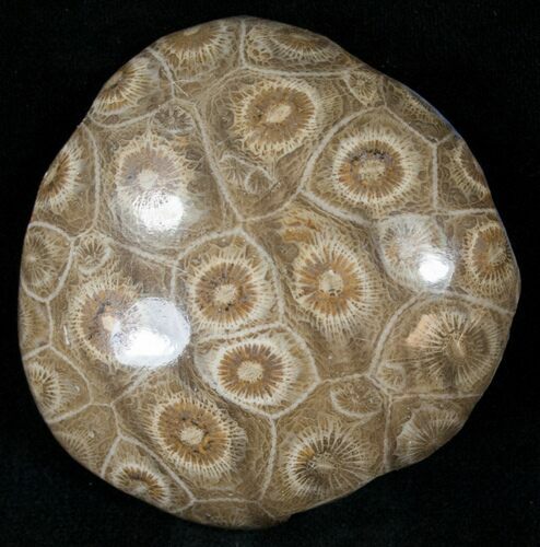 Polished Fossil Coral Head - Very Detailed #14651